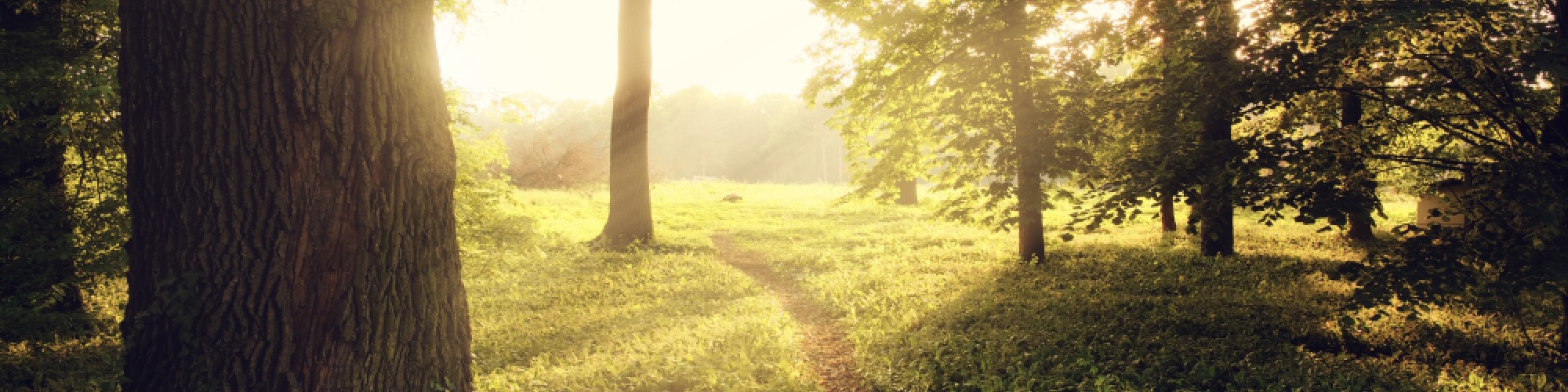 sunlight-on-green-forest-W3R2FM5_cropped
